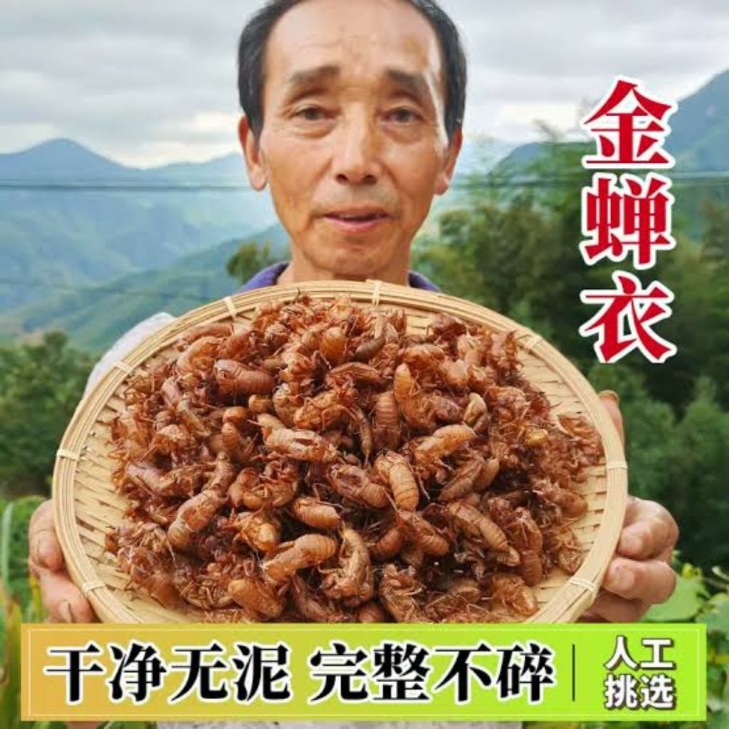 

100gr Jin Chan Tui / Jin Chan Yi / Chantui 金蟬蛻 Cicada Slough / Cicadae Periostracum