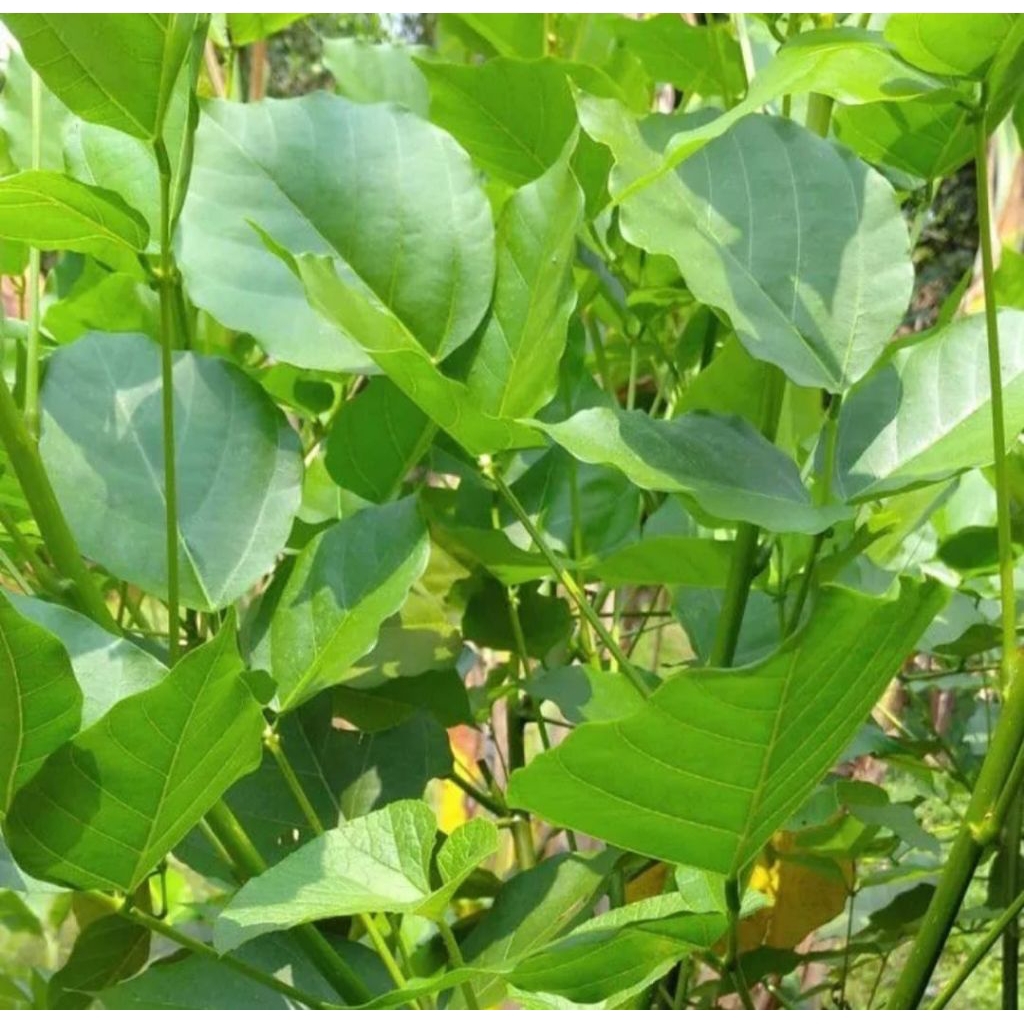 

Daun Dadap segar langsung petik dari pohon per 100 lembar