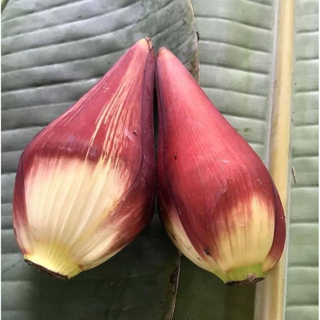 

Jatung Pisang Kepok Sayur Jatung Pisang Organik Stok Sayur Orng Kampung! 1kg