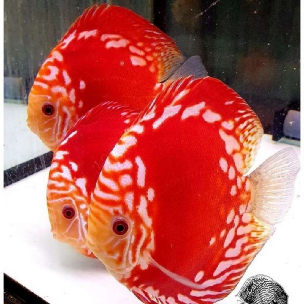 Discus Red Raflesia / Hias Aquarium