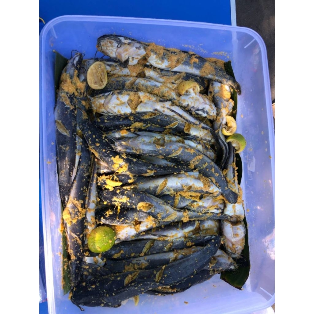 

Lele marinasi frozen isi 3 ekor berat ±500gr