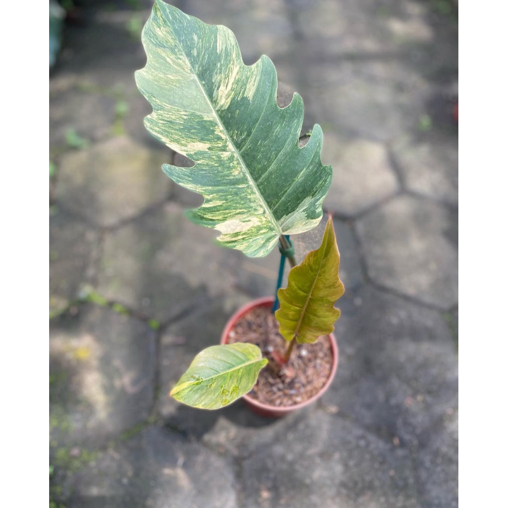 Philodendron caramel marble varigata