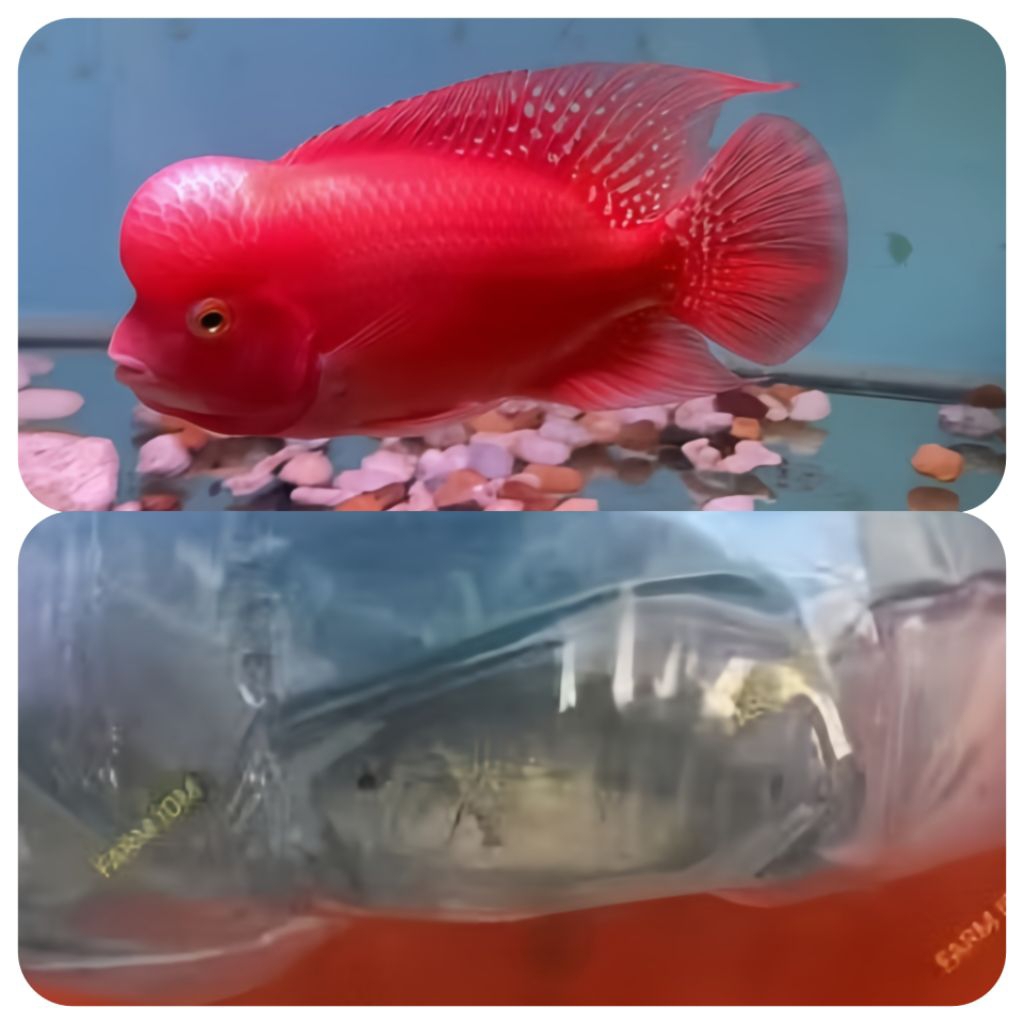 New Update Burayak Super Red Monkey Line Thailand SRM 4/5cm Anakn