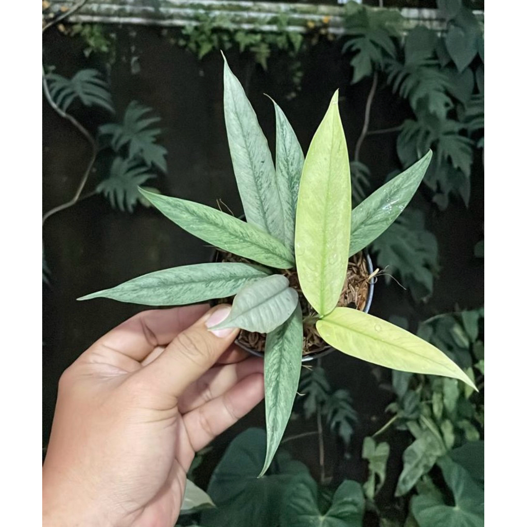 rhaphidophora megasperma superstar