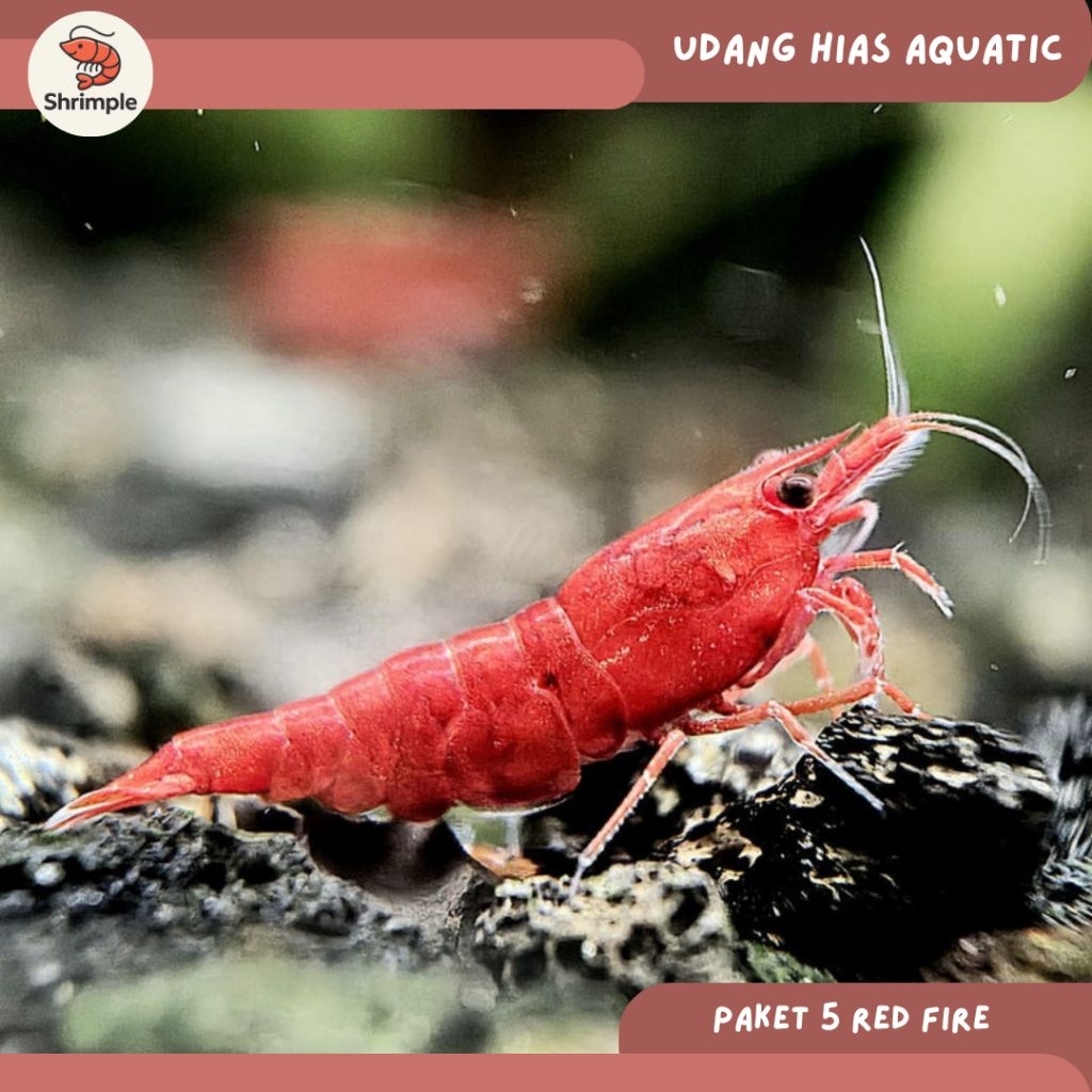 Paket Udang Red Fire (5/10) |Hiasan Aquarium |Hiasan Aquatic |Akuarium Aquascape