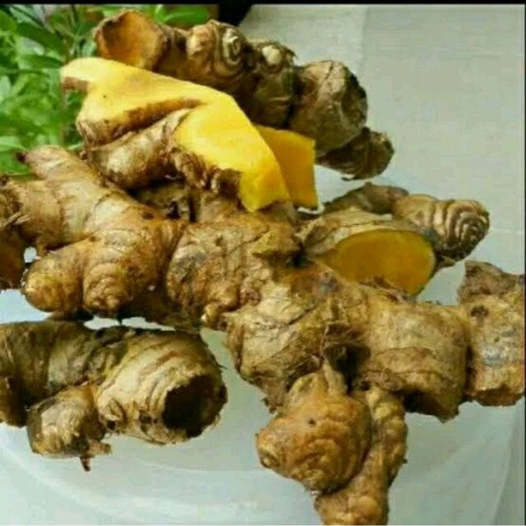 

Panglai Bangle Segar Rempah Obat Tradisional Herbal Segar Organik Rempah Alami untuk Masakan dan Jamu