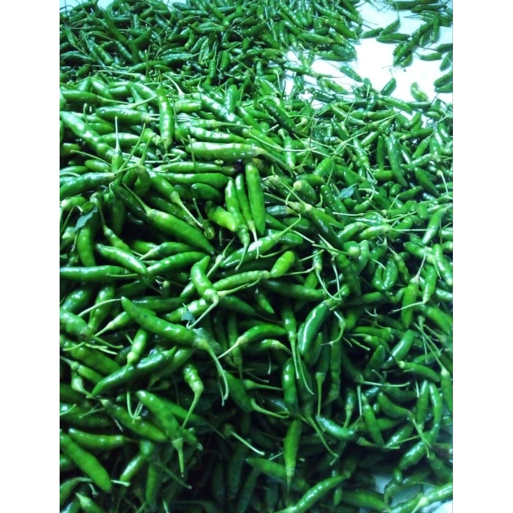 

cabe rawit ijo fresh