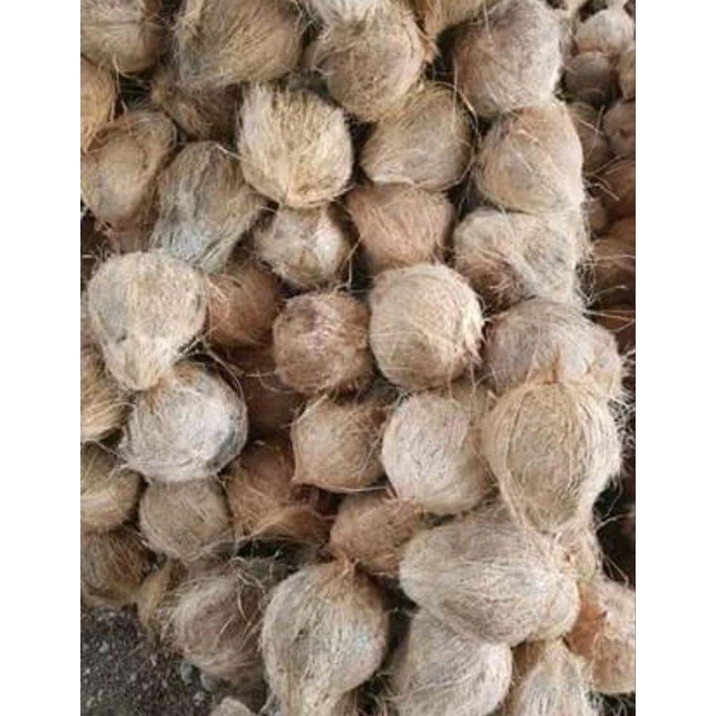 

kelapa tua untuk santan