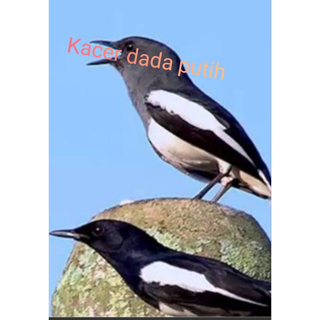 Kacer dada putih pilihan