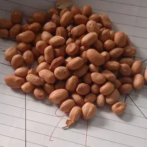 

kacang tanah