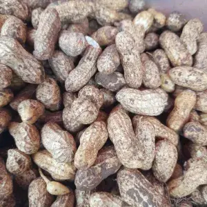 

kacang tanah kulit