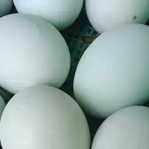 

telor asin (3 butir)