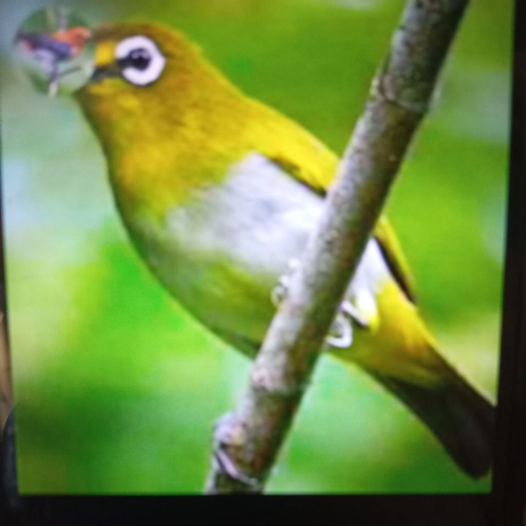 pleci Bustomi pilihan jantan