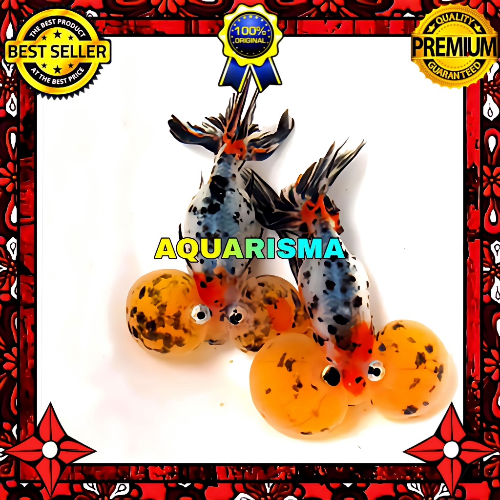 KEBUTUHAN AKUARIUM - KOKI RANCHU MATA BALON BUBBLE EYES DEMETRIOS IMPORT 14-15 CM