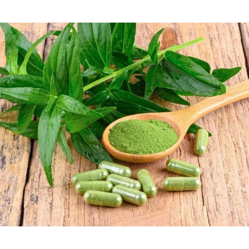 

daun sambiloto fres seger langsung di letik 20 lembar