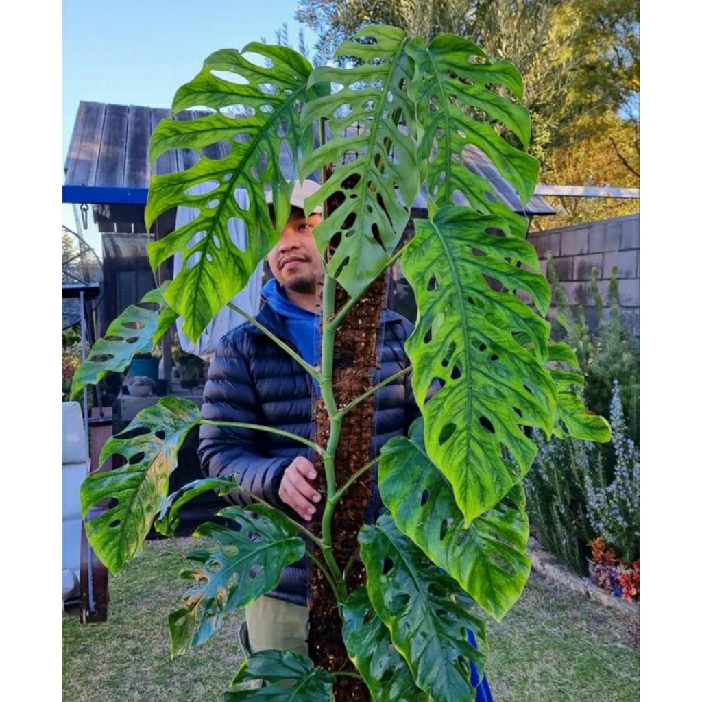 Tanaman hias monstera dubia