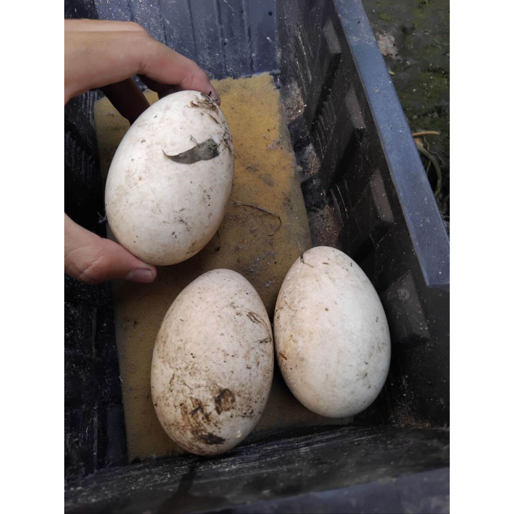 

telur angsa calang/busuk/tembuhuk