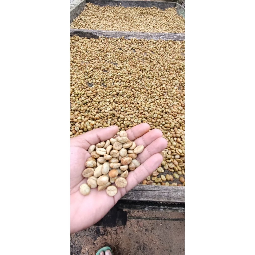 bibit benih kopi robusta klon bagio {500gram}