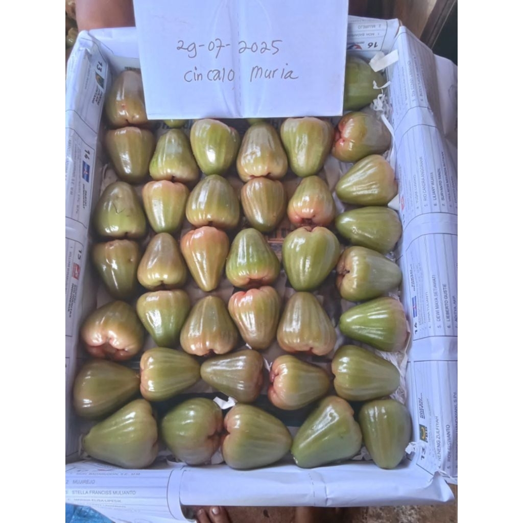 

jambu air cincalo gunung muria/kg