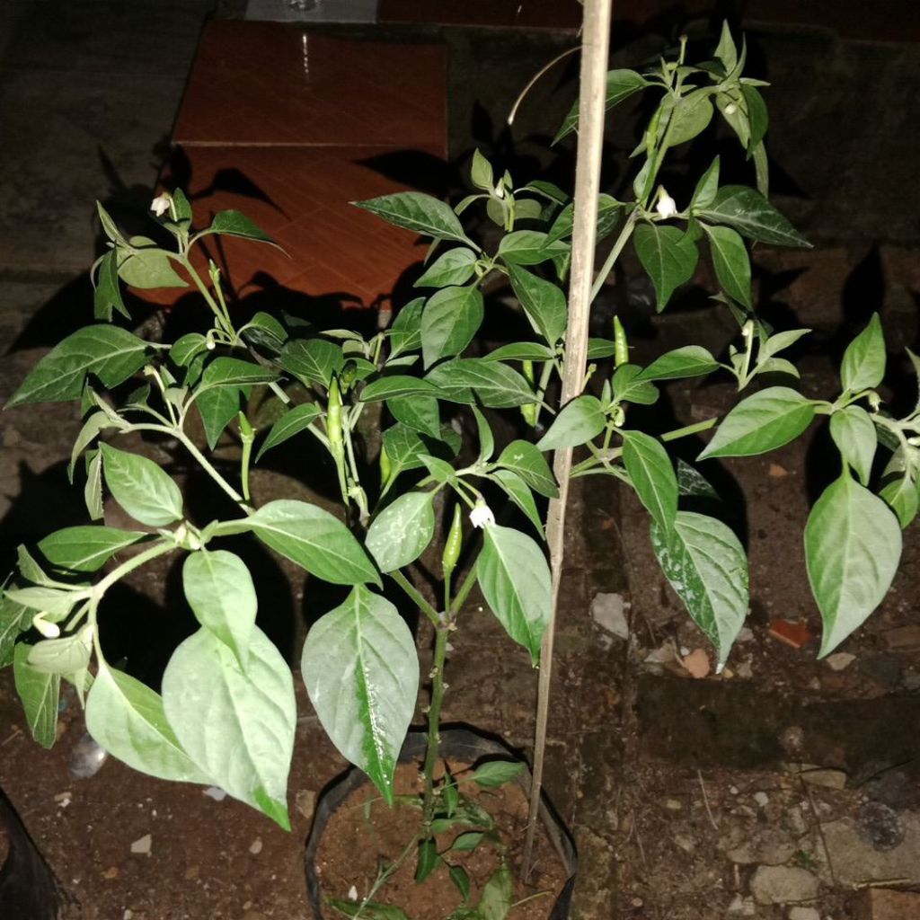 

Cabe rawit polybag ukuran 35x35