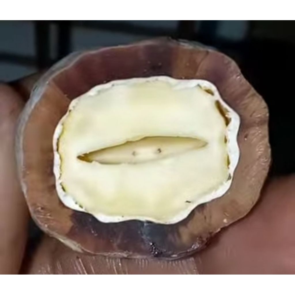 Muncang Adu Jenis Jalim Gurame Jr Batok Tebal Beli 3 Bonus 1