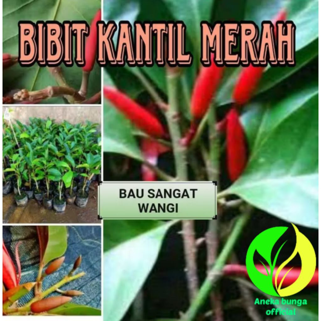 POHON BUNGA KANTIL MERAH WANGI / TANAMAN HIAS BUNGA KANTIL