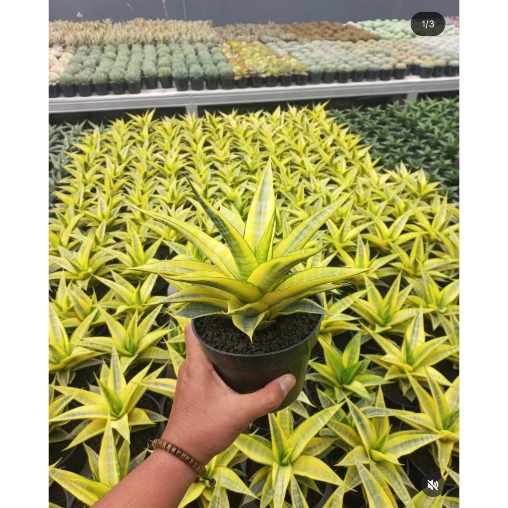 Tanaman Hias / Sansevieria cordova variegata