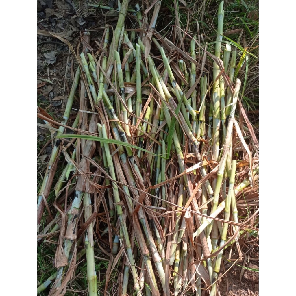 bibit rumput Biovitas BB Biogen 1 kg