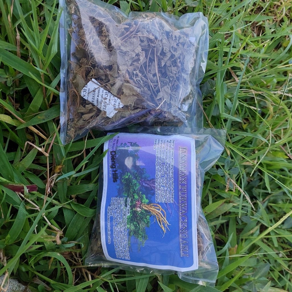 TANAMAN PURWACENG KERING ASLI DARI DIENG