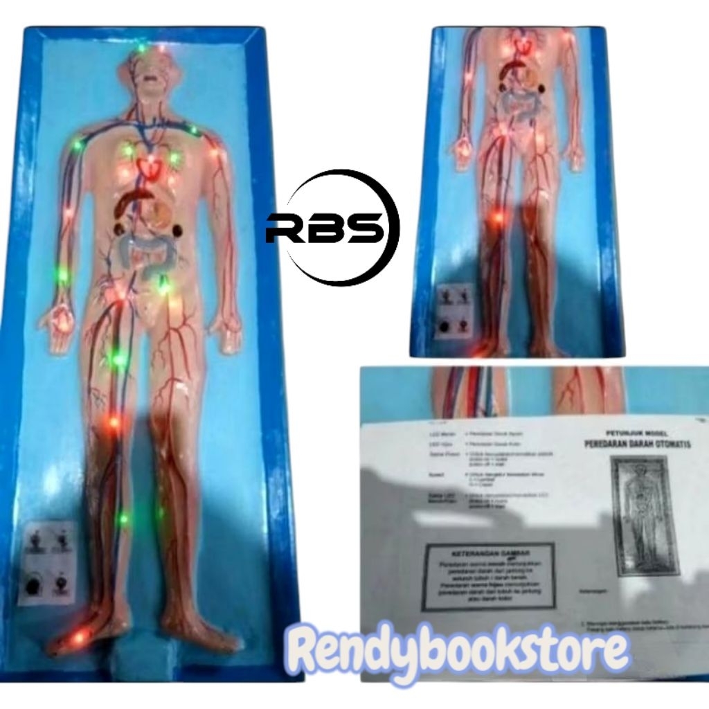 

PENAMPANG PEREDARAN DARAH ELEKTRIK / ALAT PERAGA ANATOMI PEREDARAN DARAH ELEKTRIK