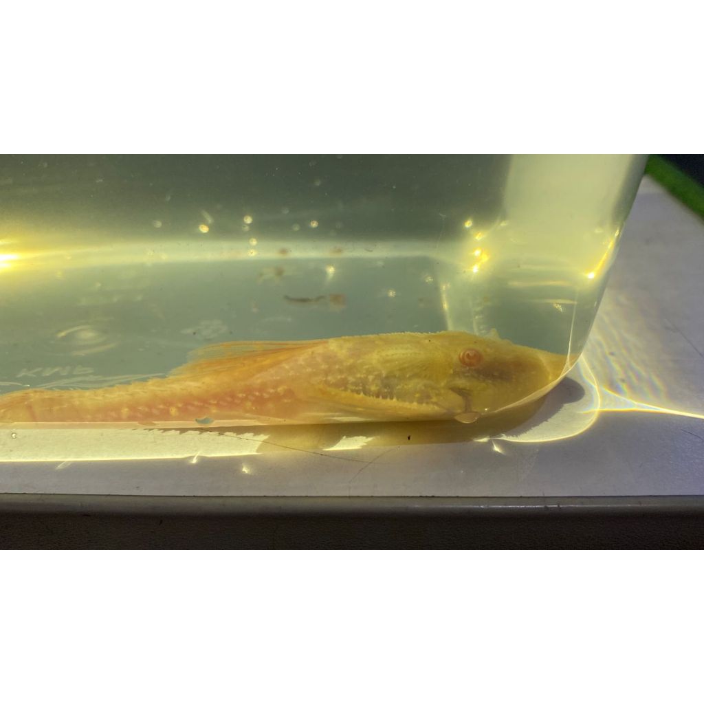 Pleco L155 adonis albino (ACANTHICUS ADONIS)