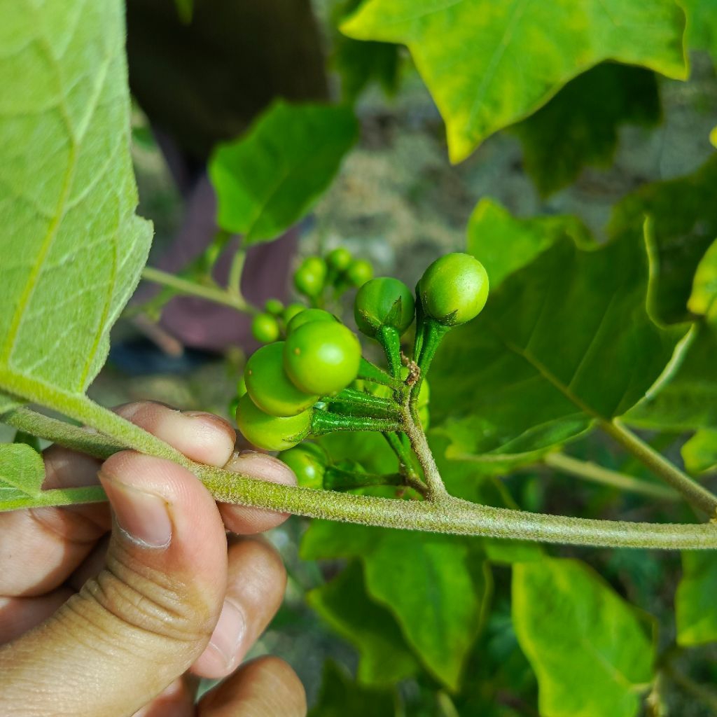 

FRESH...!! Leunca Lenca Sayur 250Gram Dipanen Dadakan