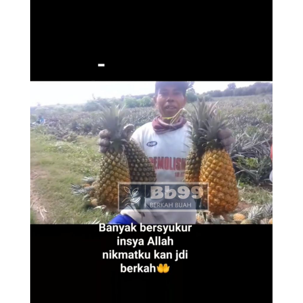 

NANAS SEGAR|| Harga Perbiji|| Berat 1Kg lebih