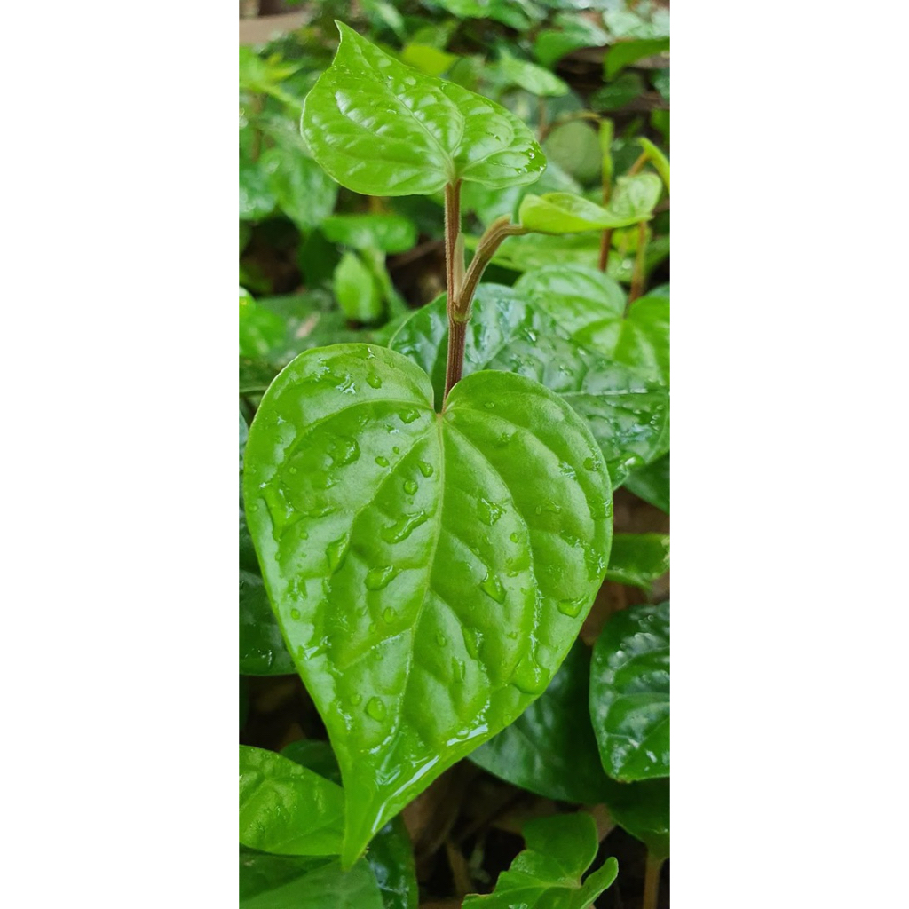 

DAUN SIRIH mini KHAS KALIMANTAN