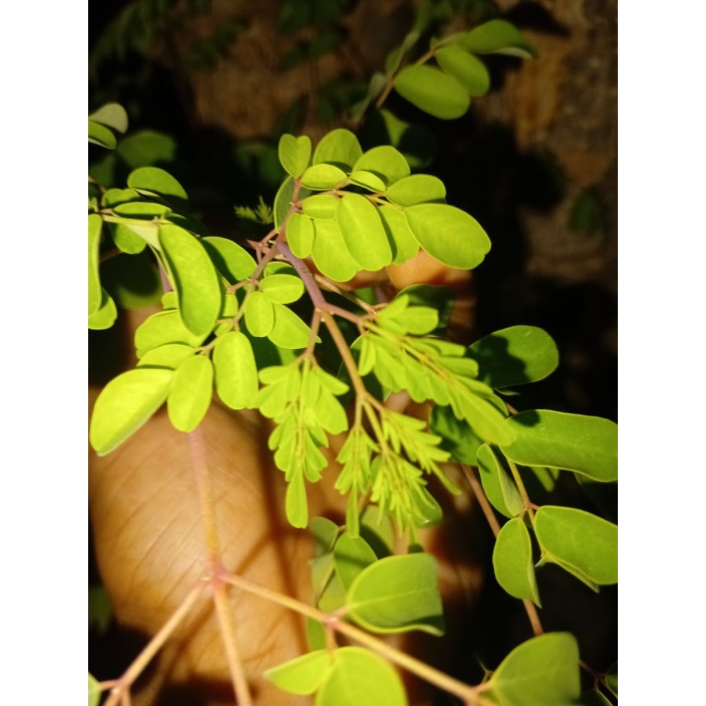 

daun kelor segar 1kg