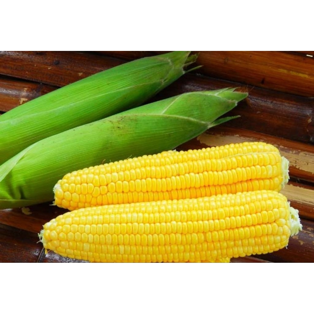 

jagung