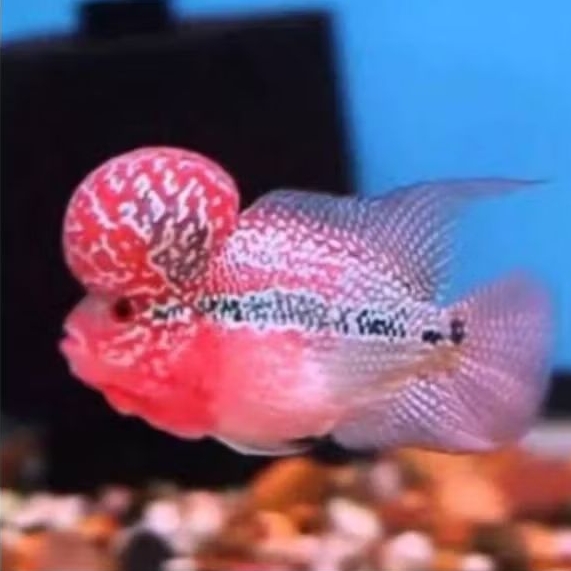 Louhan Super Red Dragon Ori Good Quality Hiasan Aquarium
