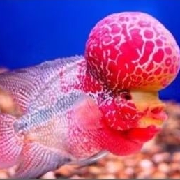 Louhan Super Red Dragon ORI Boom Head Good Quality Hiasan Aquarium