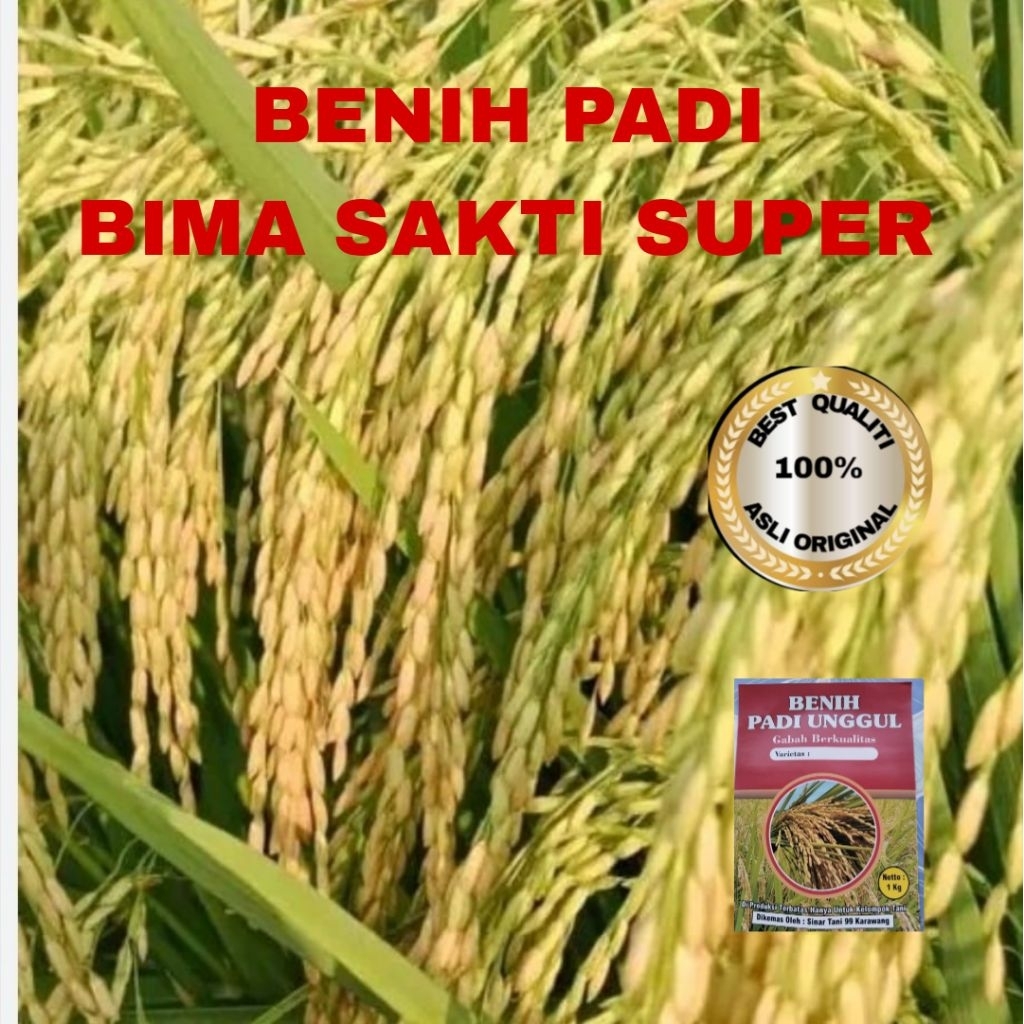 (COD) BENIH PADI CIHERANG BIMA SAKTI  UNGGUL 1KG BERKUALITAS