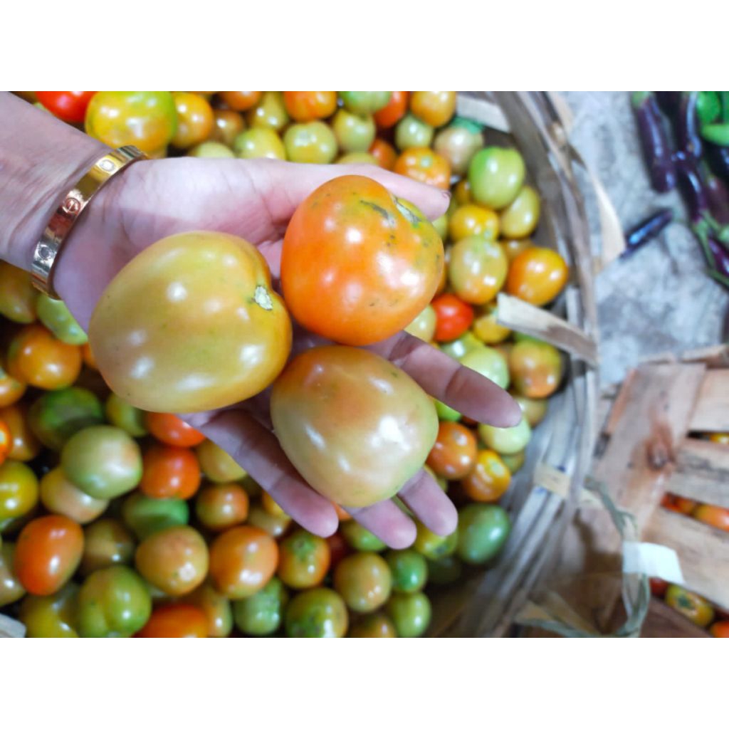 

tomat buah 1kg