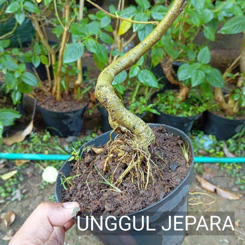 BONSAI ROMBUSA LOKAL