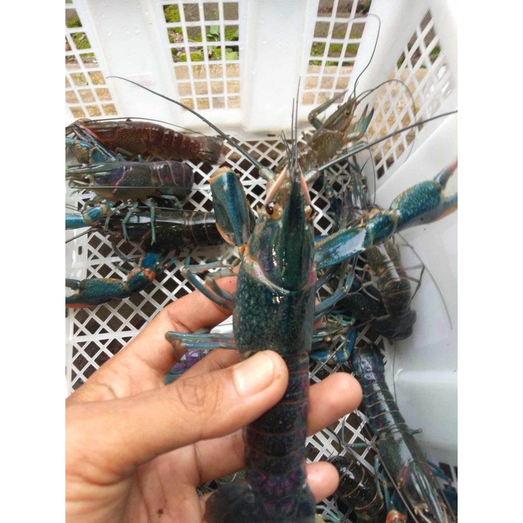 

konsumsi 1kg besar semua