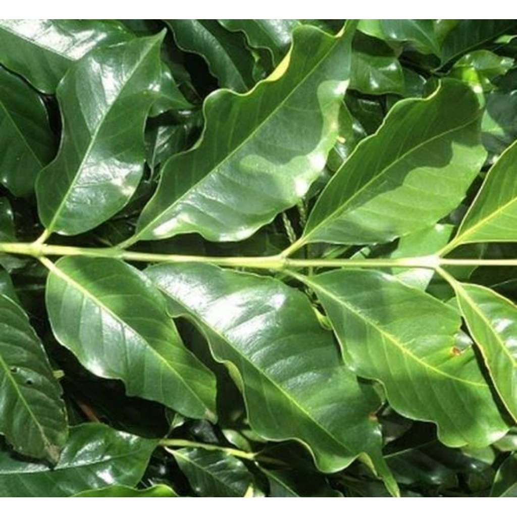 

Daun kopi segar per 250 gram fresh-az