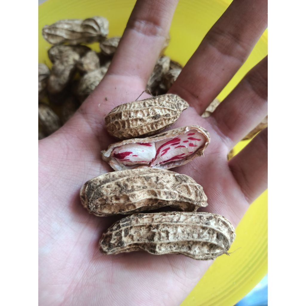 

Kacang Tanah Lurik Madu