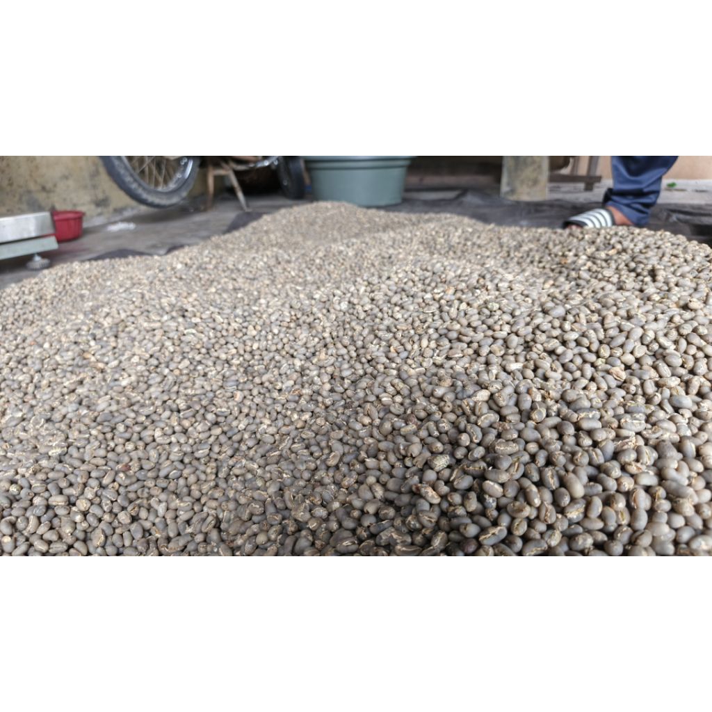 

peaberry arabica gayo