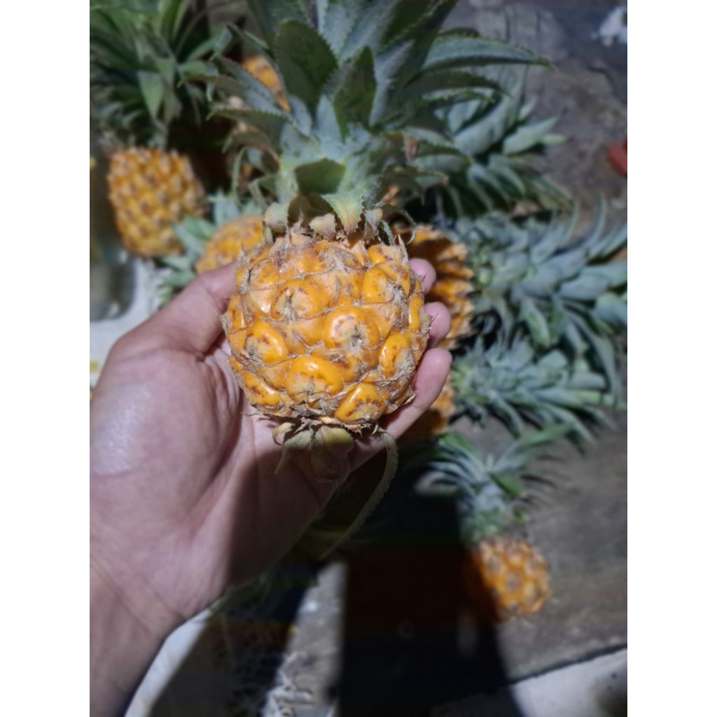 

Nanas madu pemalang lembutan beli 10 gratis 1