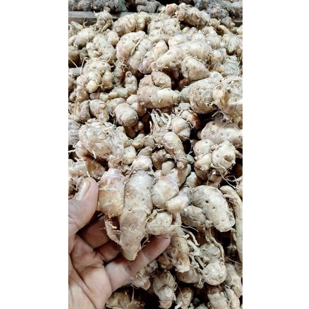 

Kencur Bangkok Super