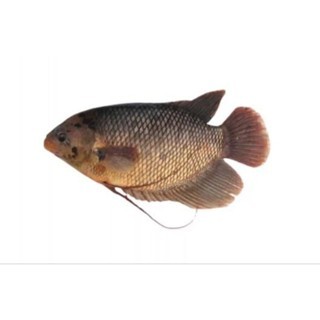 

IKAN GURAME FRESH 1 KG