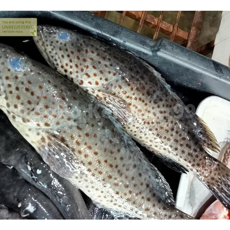 

Ikan Kerapu Segar Ikan kerapu Lumpur 1Kg