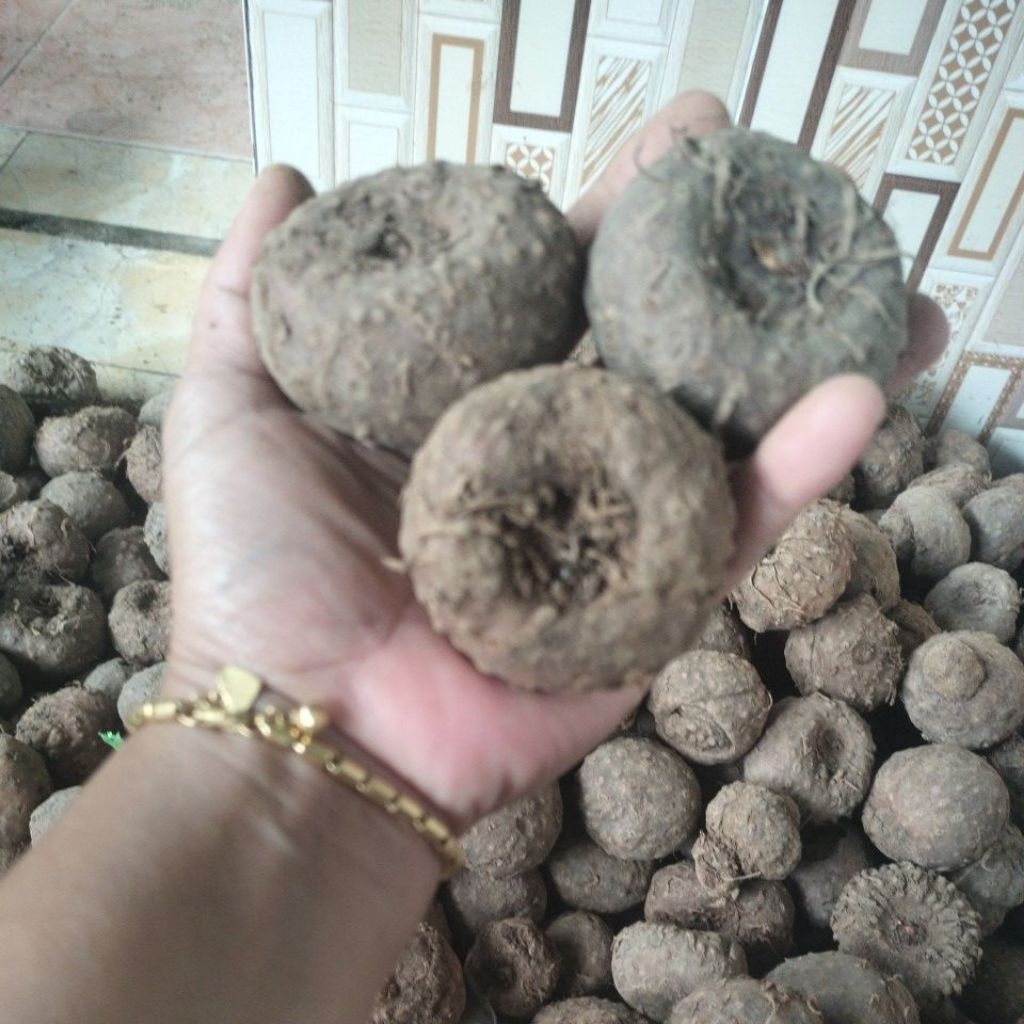 

Porang dari umbi isi 5 siap tanam sekilo Rp 35000